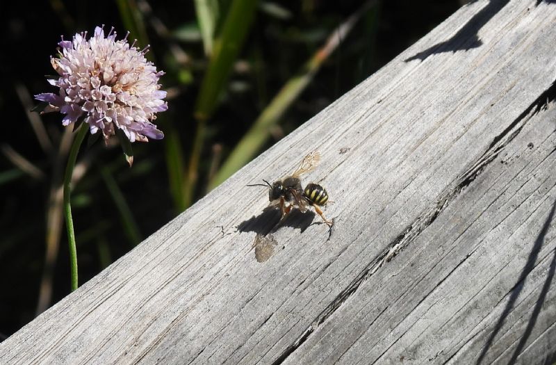 Megachilidae: maschio di Trachusa interrupta